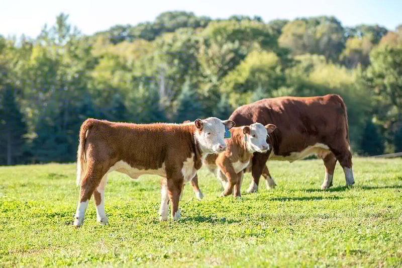 11062b_f3e4d60843254ef8acb0fd8ef680f3f2~mv2-Apr-22-2026-03-03-14-8661-AM